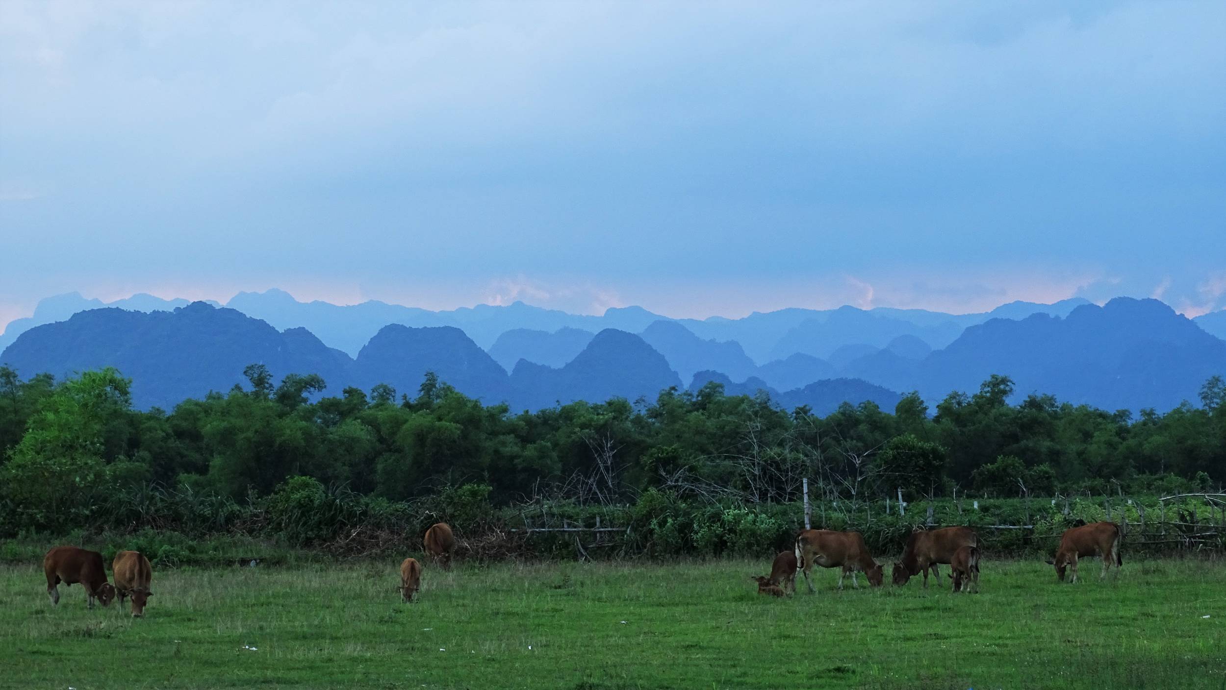 Cows grazing on the meadow and the rugged outline of the karst mountains in Phong Nha Ke Bang National Park in the background