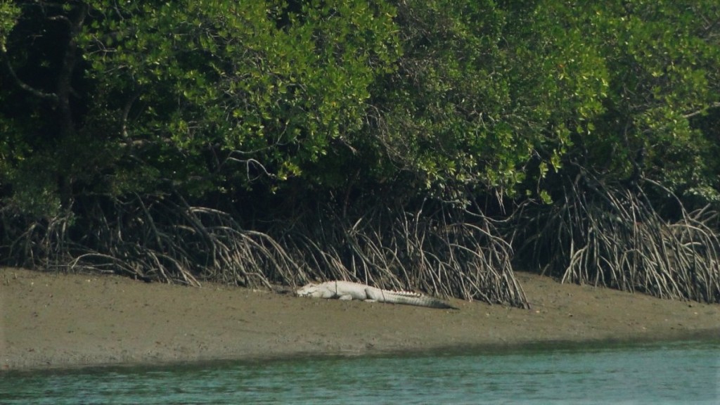 A large salt-water crocodile resting on the bank covered with mangroves in the delta of Ganges in Sunderbans National Park