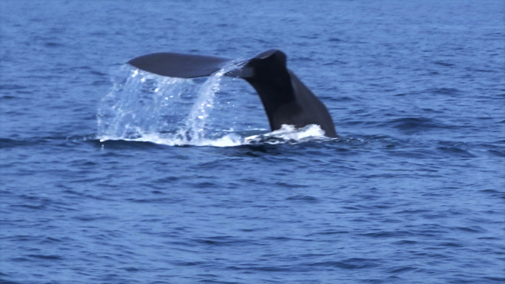 A tale of sperm whale disappearing into the water near Mirissa, Sri Lanka