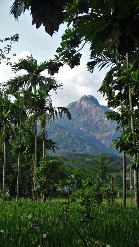 A conical rock rising from among paddy fields in Sigiriya, Sri Lanka