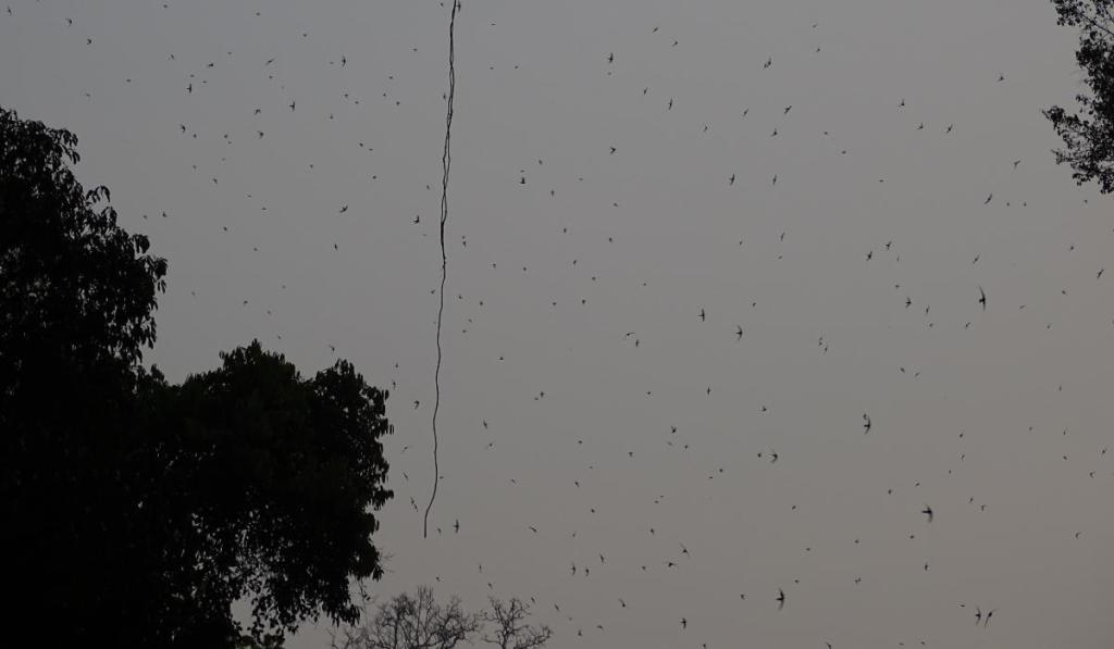 Sky at dusk filled with black dots of flying swallows